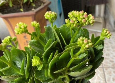 长寿花叶片越养越小怎么办 夏天长寿花如何避免叶片变小、变软