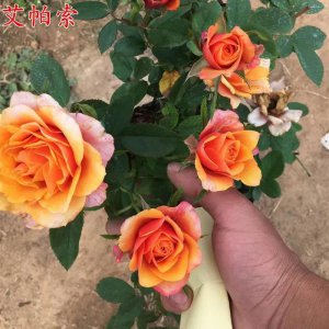 微型月季哪家好 最值得入手的微型月季品种名称