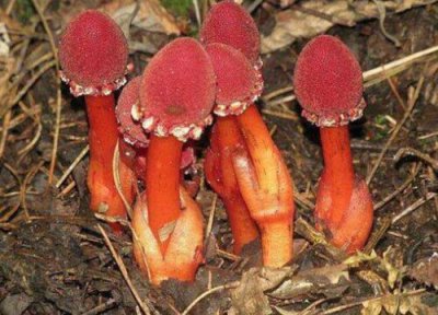 红冬蛇菰是国家保护植物吗 红冬蛇菰属于国家保护植物吗