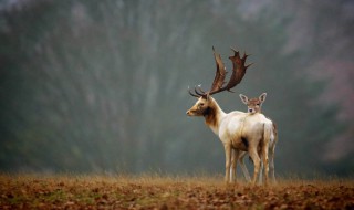 新鲜鹿角怎么处理 新鲜鹿角如何处理