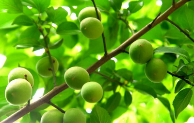 青梅和杏的区别在哪里 新鲜的青梅怎么做好吃