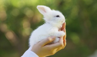 梦见兔子在洞里是什么意思 梦见兔子在洞里有什么寓意呢