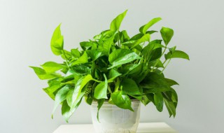 绿萝叶子干枯怎么办 绿萝叶子干枯怎么改善