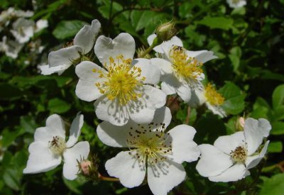 蔷薇品种大全介绍及图片 9大常见蔷薇花品种名称简介