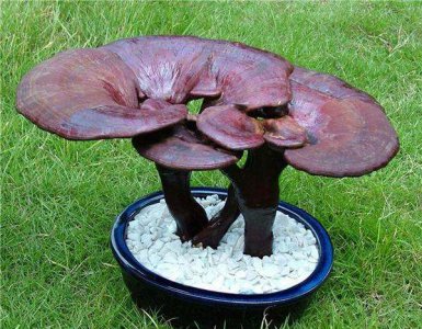 薄树芝简介 薄树芝和灵芝的区别