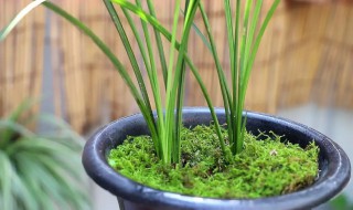 兰花冬天新苗怎么养护 兰花冬天新苗如何养护