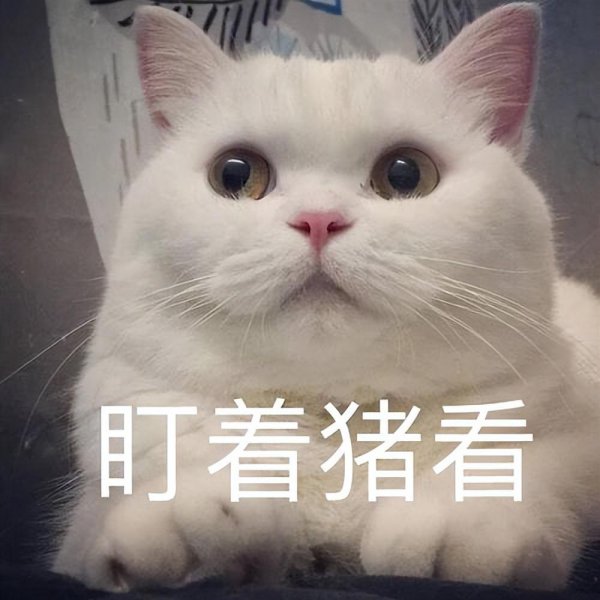 猫咪一岁相当于人几岁