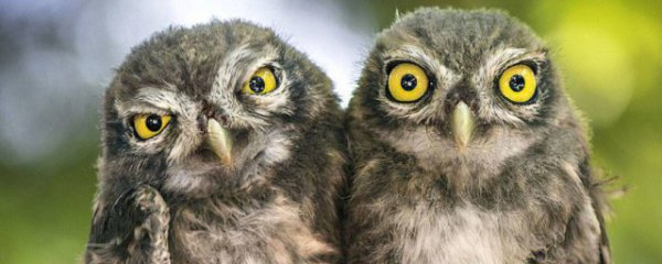 猫头鹰喜欢吃什么食物