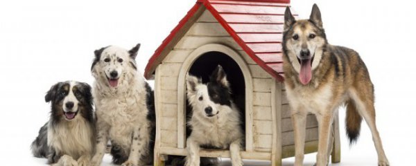 怎样挑选优质的小藏獒