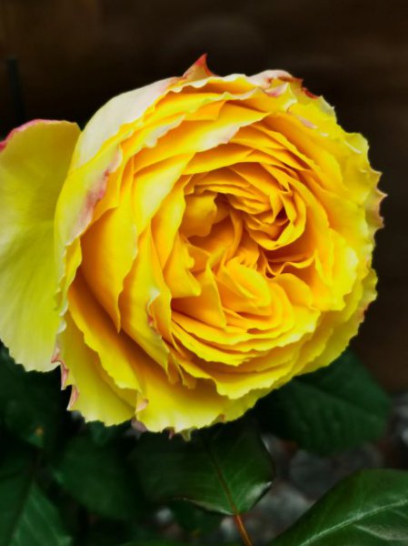 阳光笑容月季优缺点