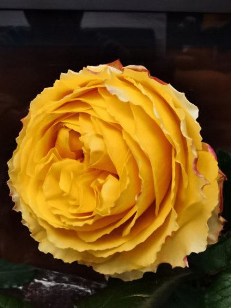 阳光笑容月季优缺点