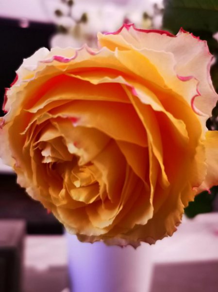 阳光笑容月季优缺点