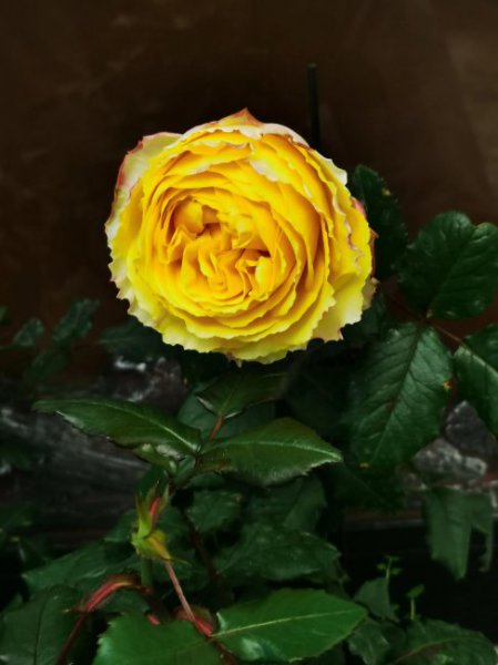 阳光笑容月季优缺点