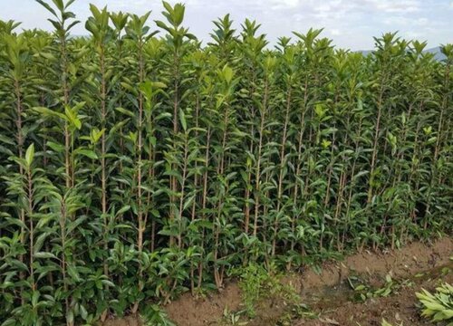 珊瑚树和法国冬青的区别