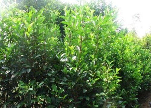 珊瑚树和法国冬青的区别