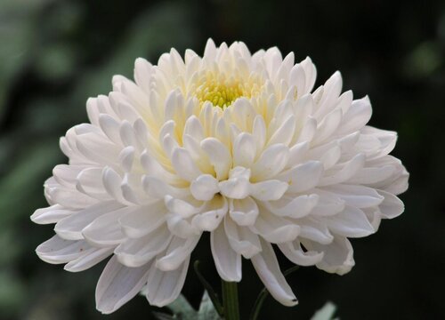 菊花喜阴还是喜阳的植物