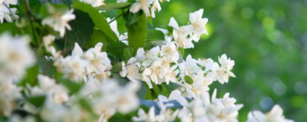 室外防蚊植物有哪些