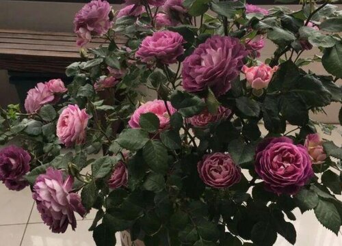 合唱团月季是藤本还是灌木