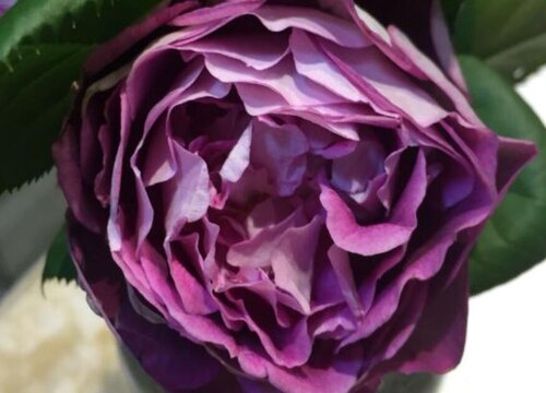 合唱团月季是藤本还是灌木