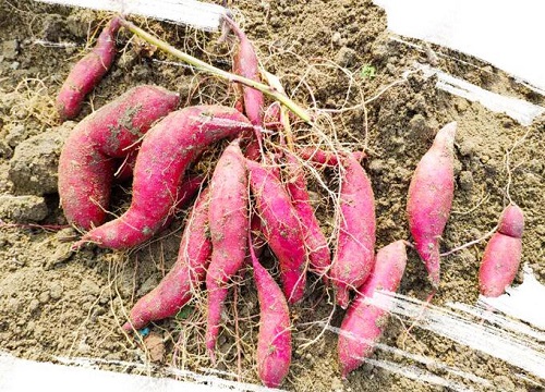 地瓜怎么保存不发芽