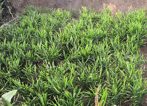 姜什么时候栽种合适