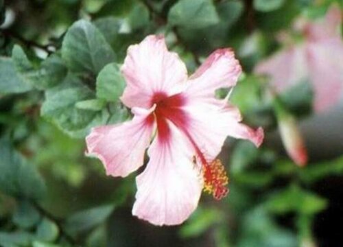 秘鲁的国花是什么花