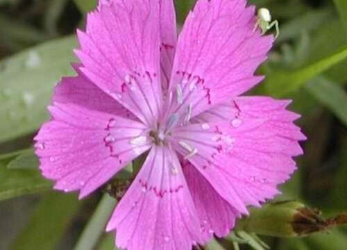 秘鲁的国花是什么花