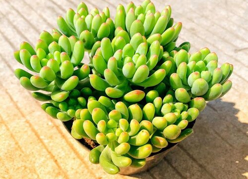 多肉植物用什么养叶子越长越胖