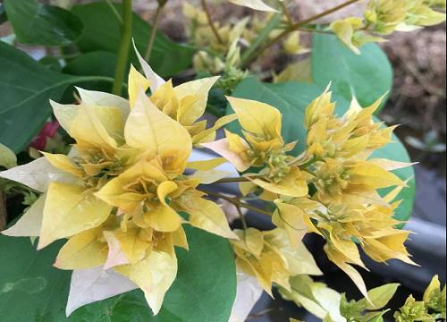 三角梅和茉莉花春季的养护技巧