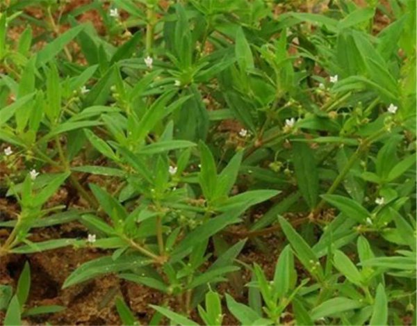 伞房花耳草和蛇舌草的区别