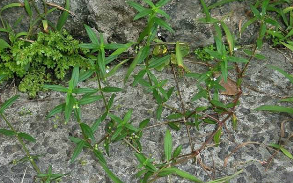 伞房花耳草和蛇舌草的区别