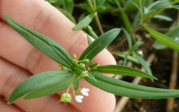 伞房花耳草和蛇舌草的区别