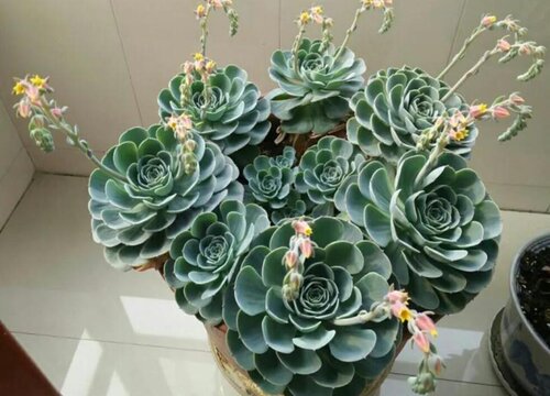 如果多肉浇多了水怎么办