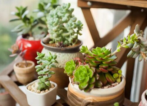 如果多肉浇多了水怎么办