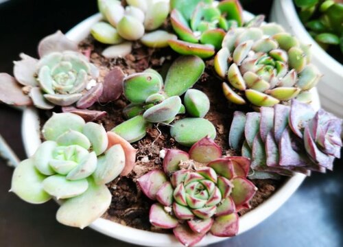 如果多肉浇多了水怎么办