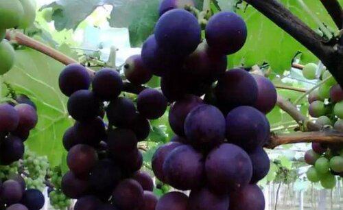 第一年葡萄小苗施什么肥