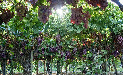 第一年葡萄小苗施什么肥