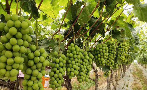 第一年葡萄小苗施什么肥