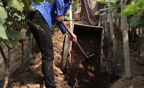 第一年葡萄小苗施什么肥