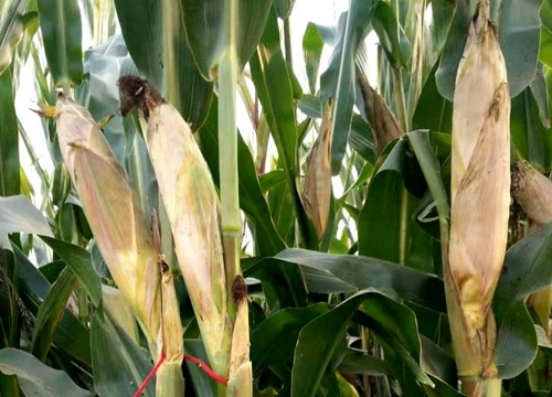 蠡单26玉米品种简介