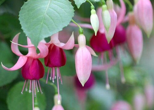 倒挂金钟花的风水禁忌及作用