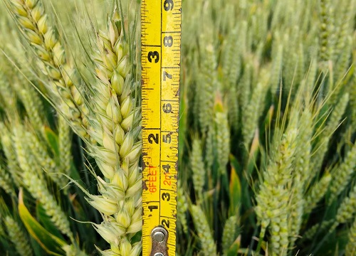 存麦18品种介绍