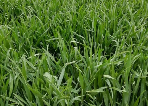 存麦18品种介绍