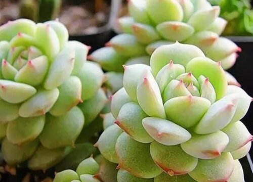 怕冷的多肉品种有哪些