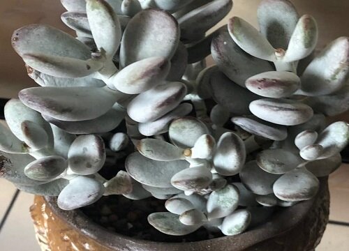 怕冷的多肉品种有哪些