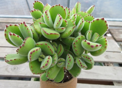 怕冷的多肉品种有哪些