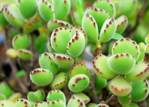 怕冷的多肉品种有哪些