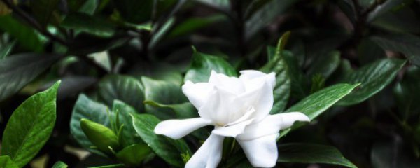 开花多的方法和注意事项