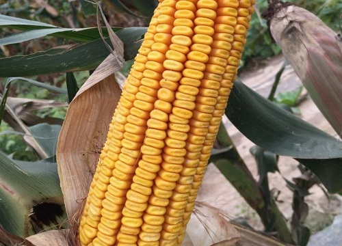 和育187玉米种子介绍