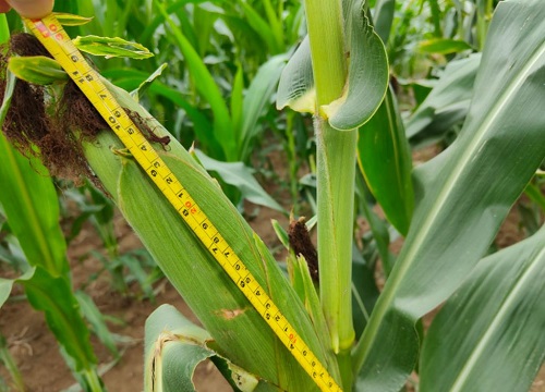 和育187玉米种子介绍